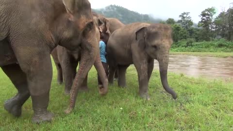 A Man Call Elephant In Different Angle