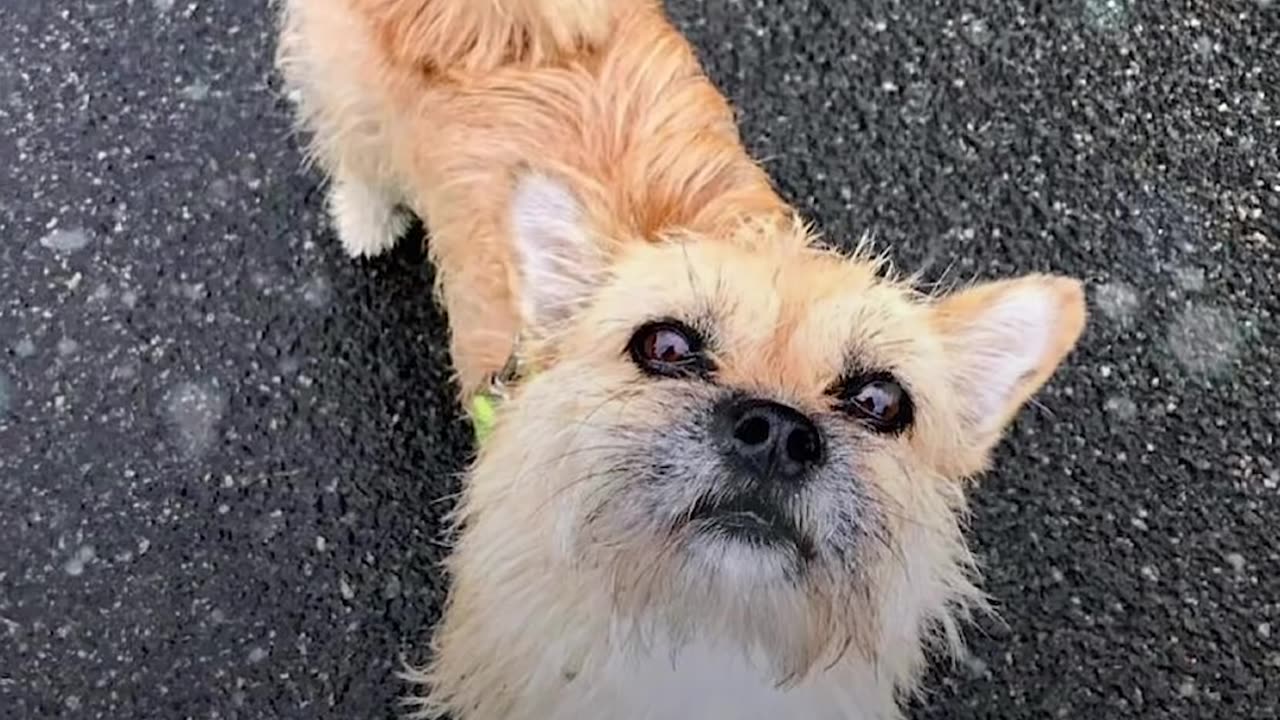 Guy Adopts Stray Dog Who Followed Him On Race | The Dodo Soulmates