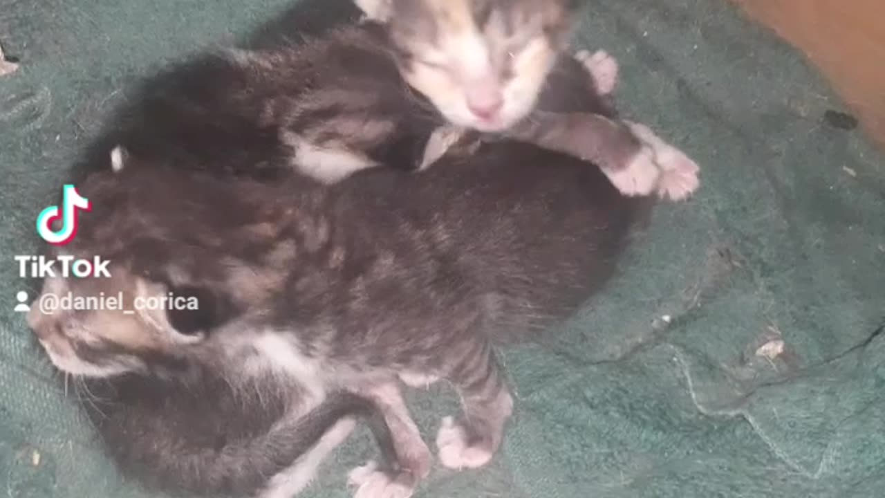 Lots o' Kittens