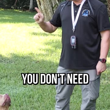 How To Fix Your Dog’s Down