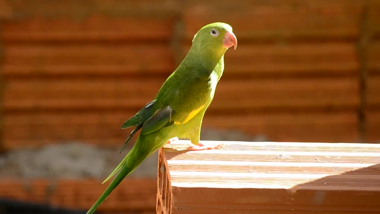 Parrot Brazilian Bird*****