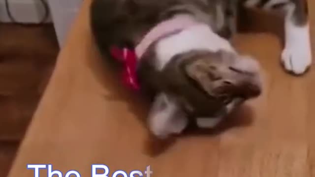 Best Funny Cat Videos | Funniest Cats | Funny Animal Videos | Best Services | #shorts #short