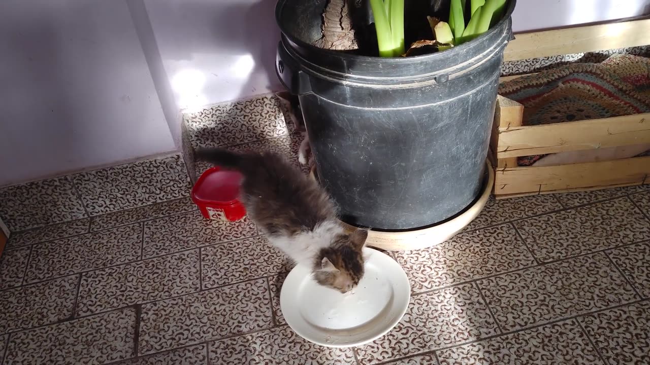 Cute Kittens Playing With Their Tails