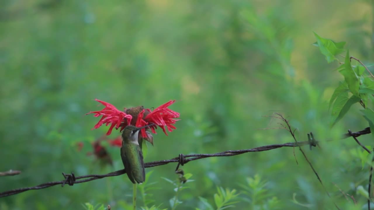 Hummingbird In Slow Motion Hummingbird