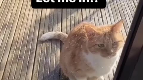 Funniest cat🐈