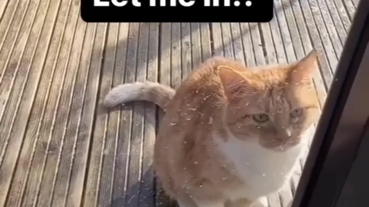 Funniest cat🐈