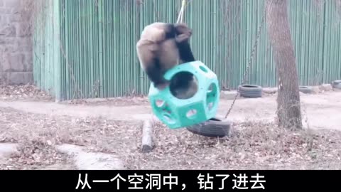 Game panda