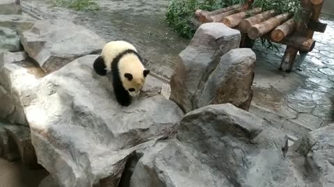 The panda