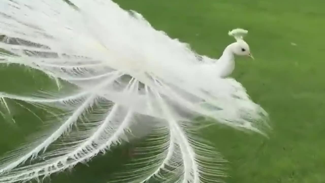 White peacock opening feathers