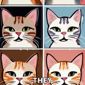 Cats Trying to Fit into Too-Small Boxes