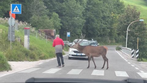 Man coaxes stag through crosswalk ....