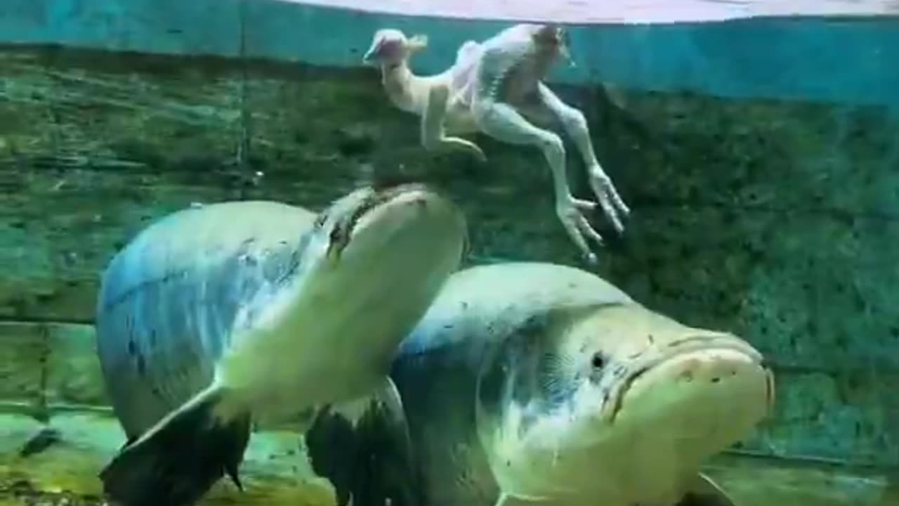 Arapaima fish being fed with chickens