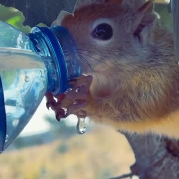 Thirsty Squirrel Begs For Water From Man