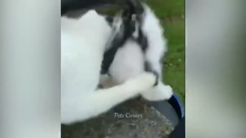 Funny Dogs And Cats Videos Funniest Animals Videos