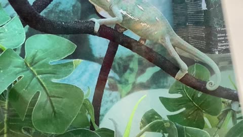 Cute Chameleon