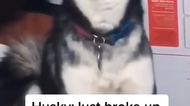 WHEN HUSKY JUST BROKE UP WITH HIS GIRLFRIEND.mp4