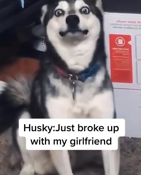 WHEN HUSKY JUST BROKE UP WITH HIS GIRLFRIEND.mp4