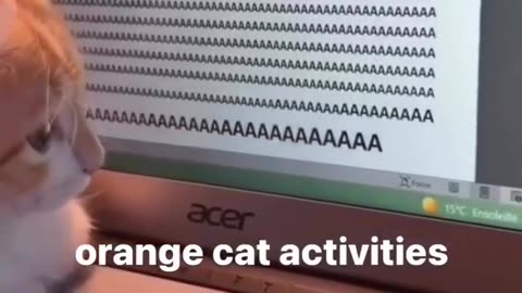 Orange Cat Activities 😂