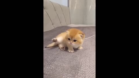 kitten playing with tail