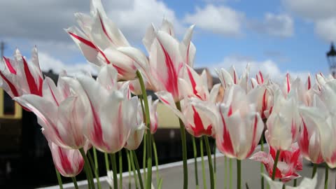 Beautiful flowers