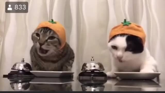 Funny cat eat