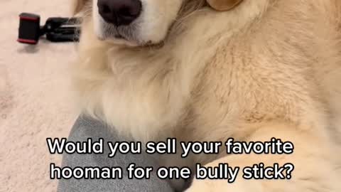 Would you sell your favorite hooman for one bully stick?