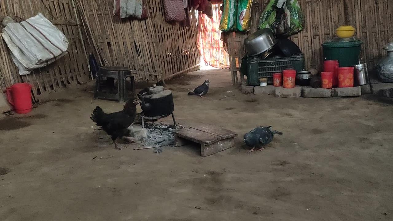 Chicken and pigeon fight for the nest