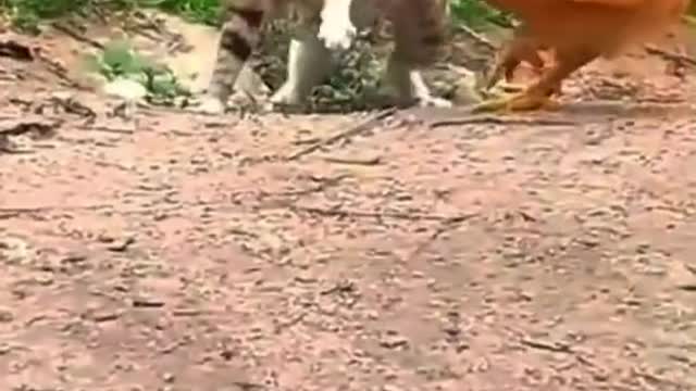 Cat vs Chicken ( Real Fight ) Animal's Fights