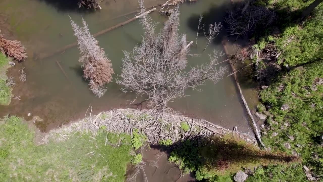 Beaver Rewilding Impacts Measured by NASA