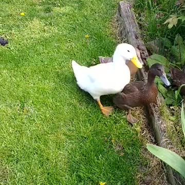 Familia de patos no está interesada en hacerse amiga de un perro