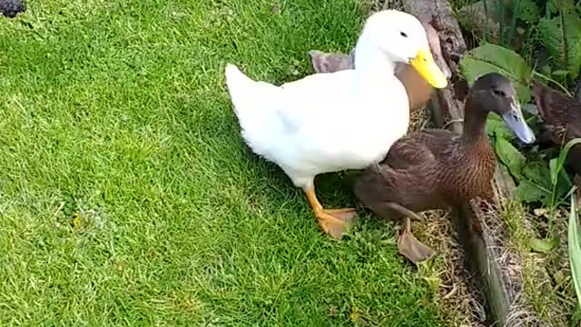 Familia de patos no está interesada en hacerse amiga de un perro