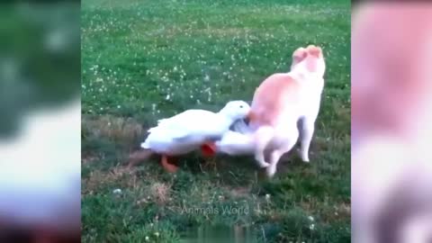 Animal life 😂 Funniest Cats and Dogs 😺🐶 Part 24