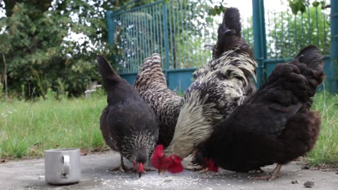 Cute Chicken Feeding