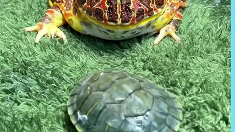 Colourful Horned Frogs