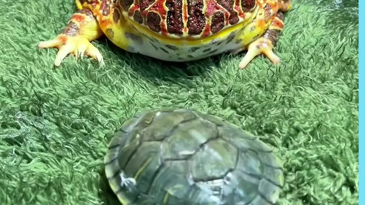 Colourful Horned Frogs