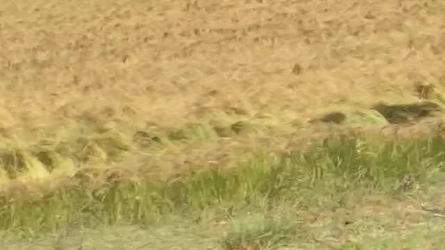 teff production in east Gojjam