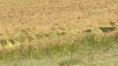 teff production in east Gojjam