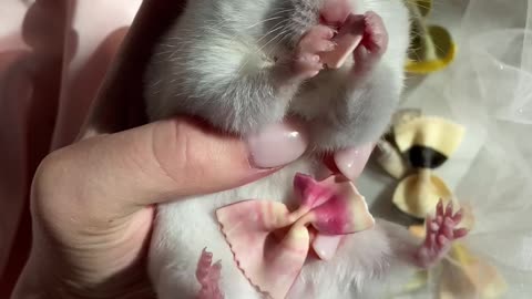 Italian hamster eating pasta like a gentlemen