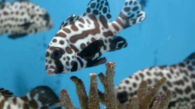 The most beautiful fish is a beautiful fish, a tropical fish