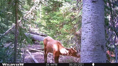 Trail Camera photo series #1