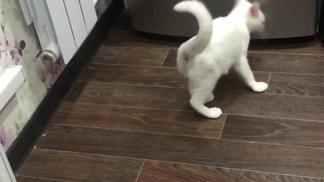 white cat playing