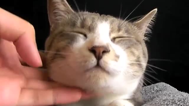 ネコのほわほわ感を堪能する動画 - Soft Cat