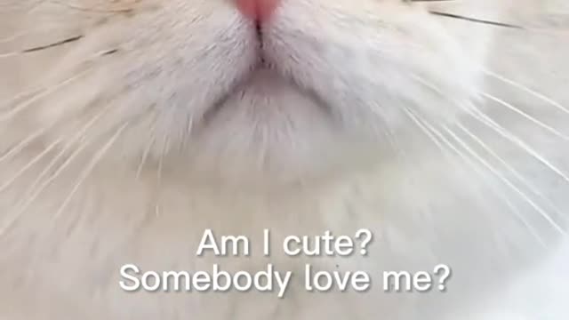 Doyouthinkcute
