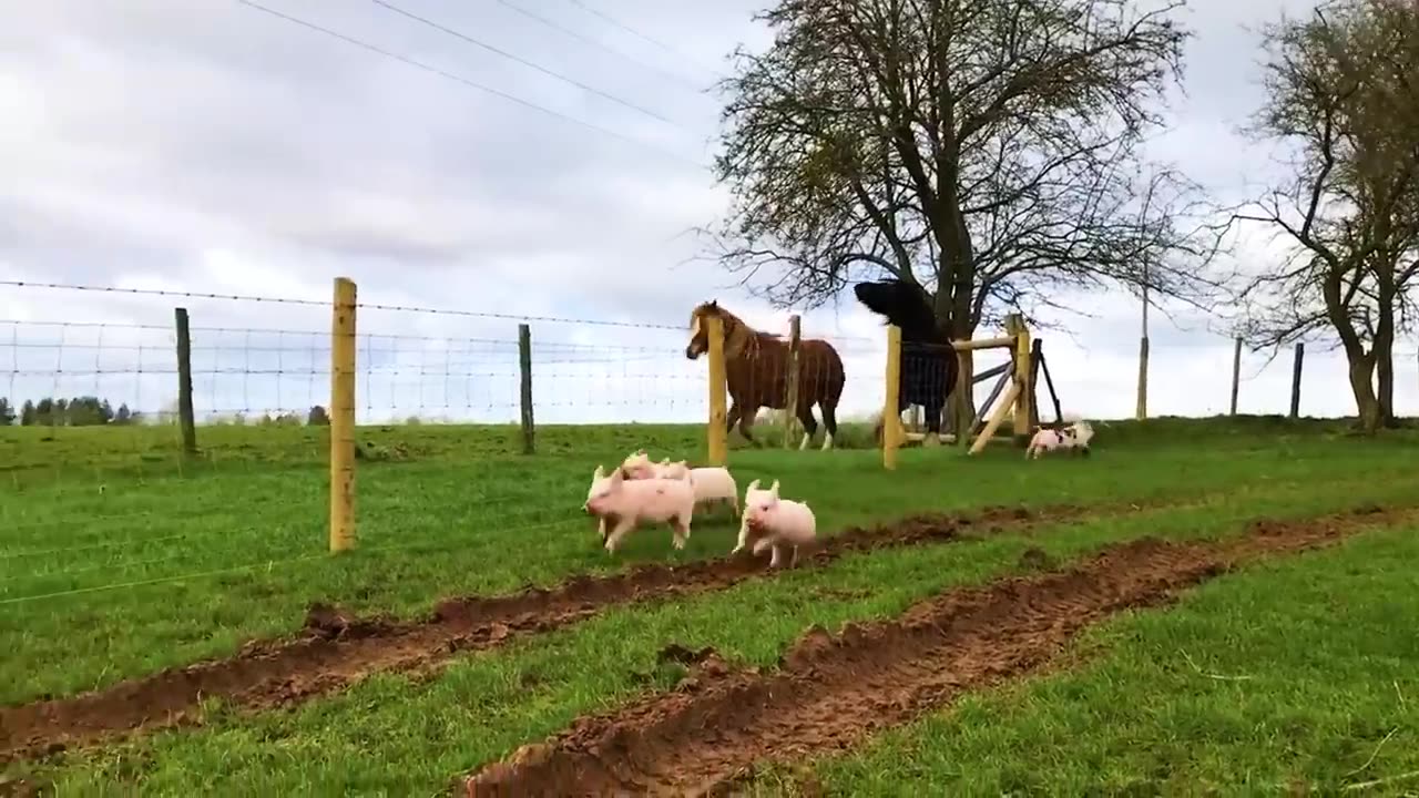 Animals Being Freed For The First Time !