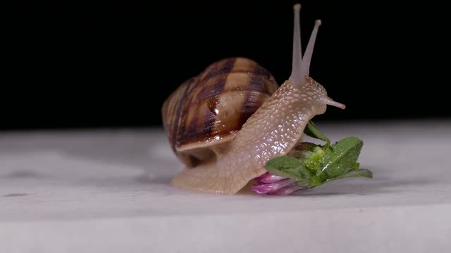 The snail eats how cute it is