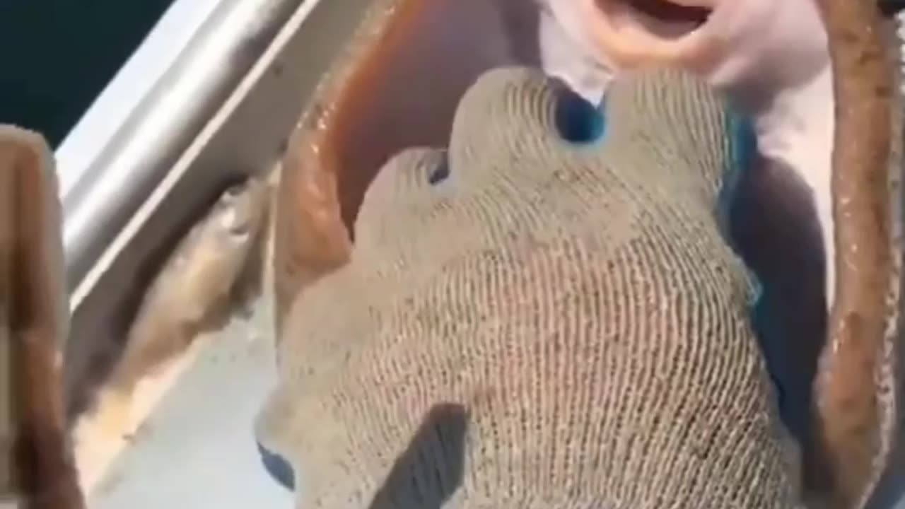 Fish laughing 😅