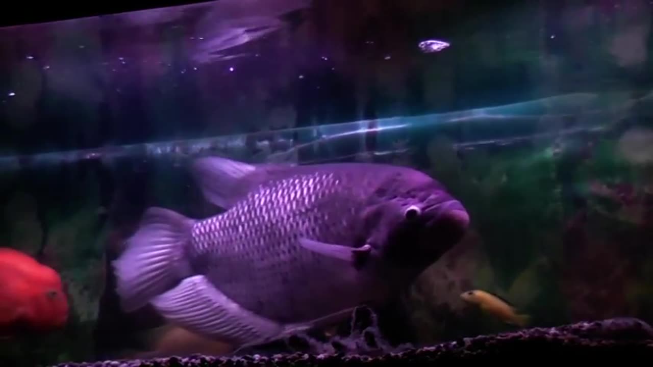 TheNorman53 - Panasonic HDC-SD20 Camcorder Test Footage Of A "Giant Gourami" (2009)