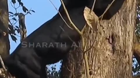 Wildlife in closer view with a natural perspective.