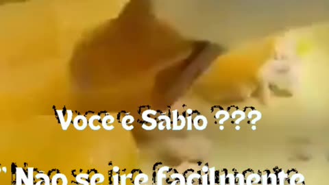 Paciência Tem Limite, Sim ou Não ???