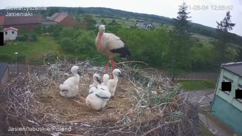 Stork kills chick - A kis fióka szelektálása - Jasienia /polish, lengyel